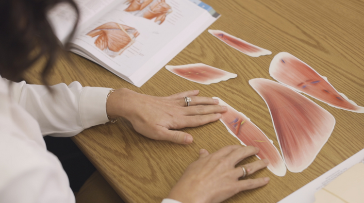 Muscle Group Collection