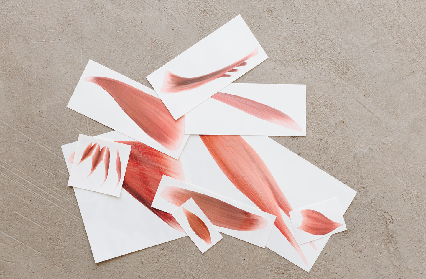 Entire Upper Limb Muscle Groups