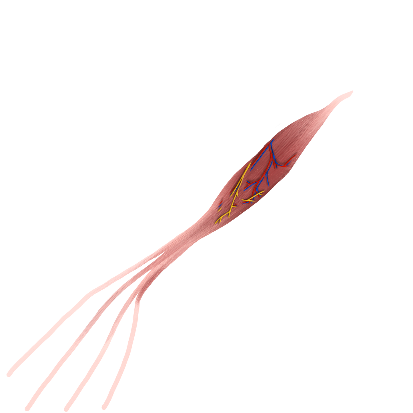 Anterior Forearm Muscle Group