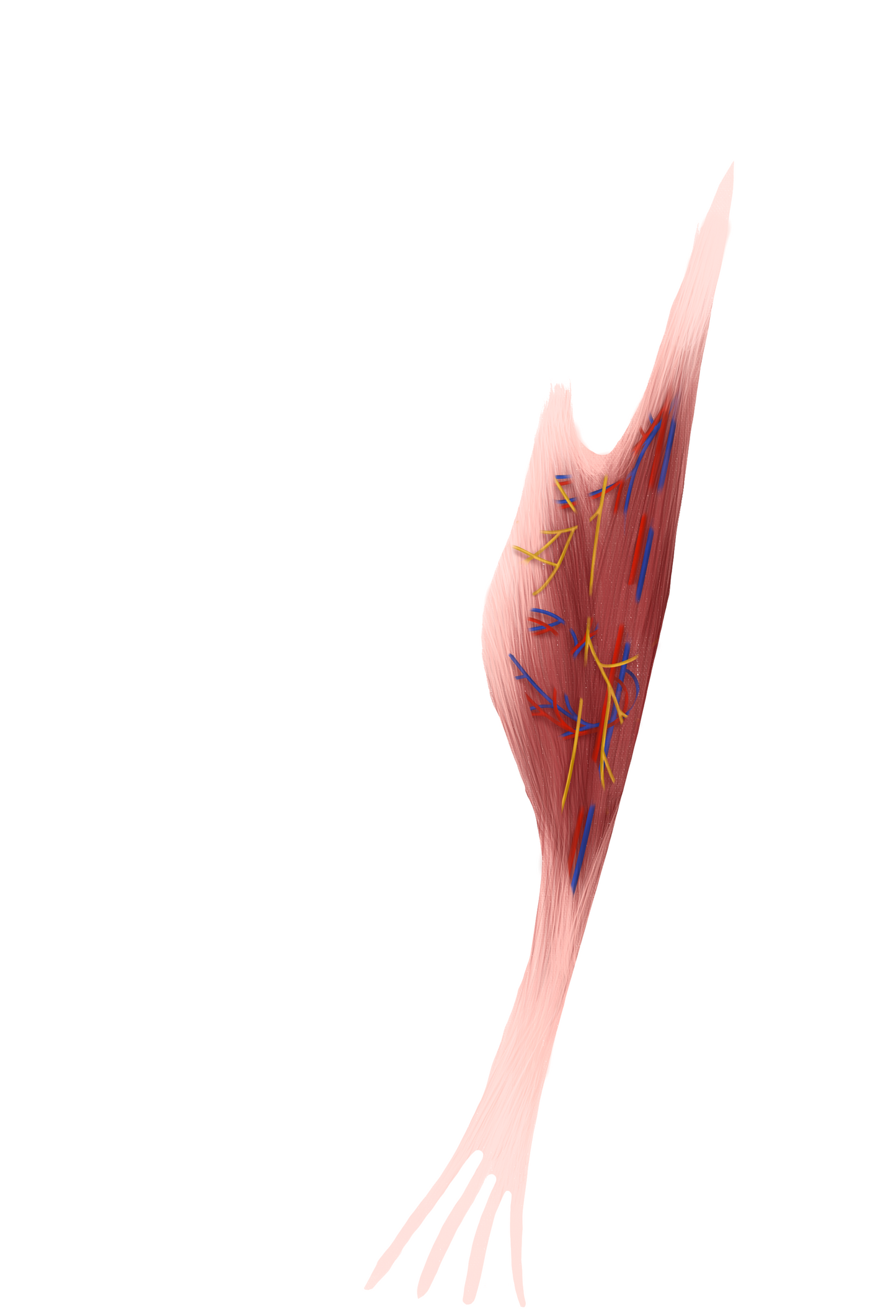 Anterior Forearm Muscle Group