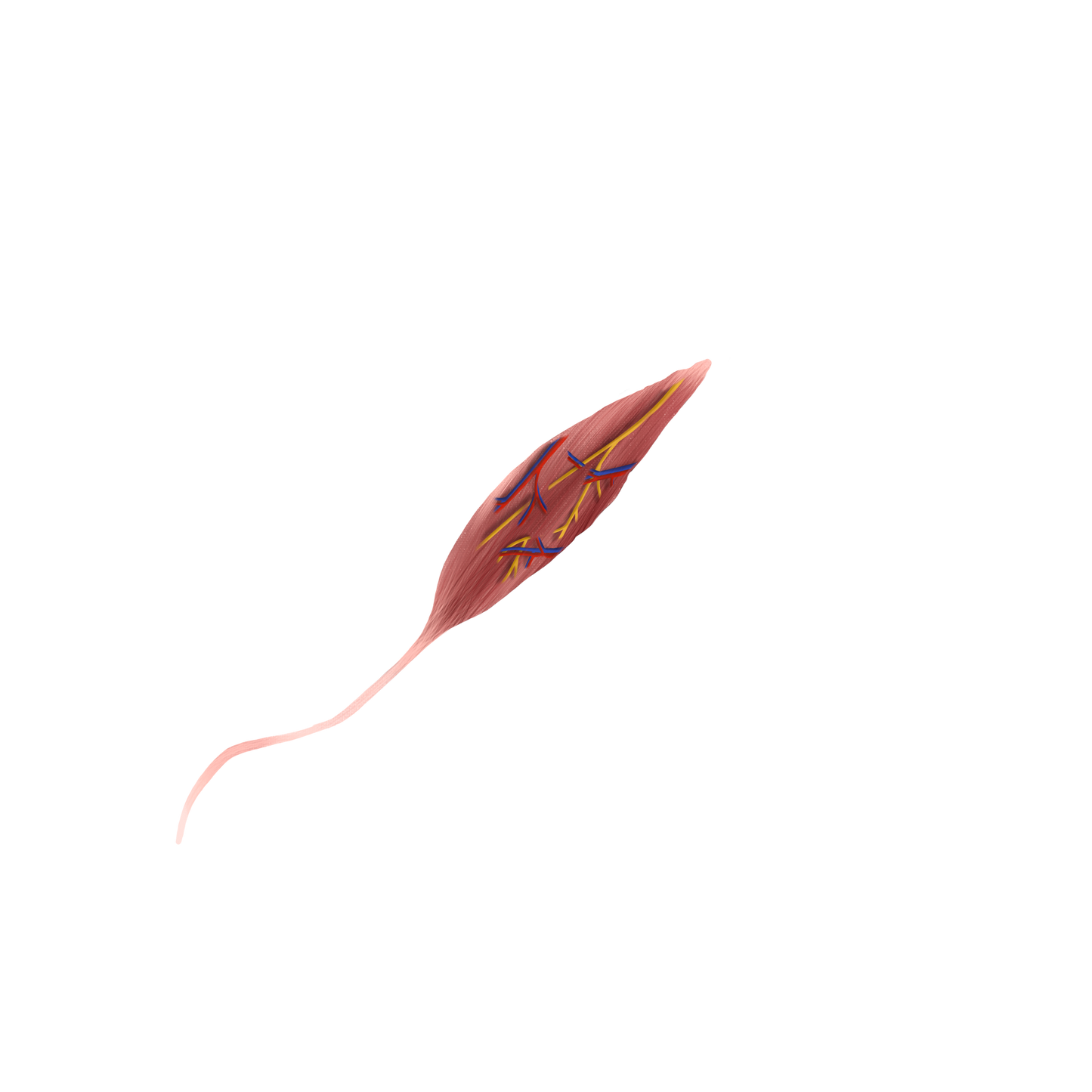 Anterior Forearm Muscle Group