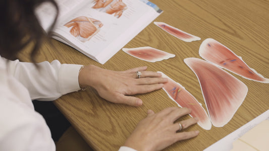 Entire Upper Limb Muscle Groups