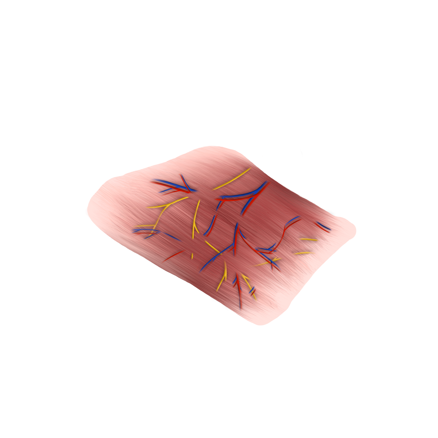 Anterior Forearm Muscle Group