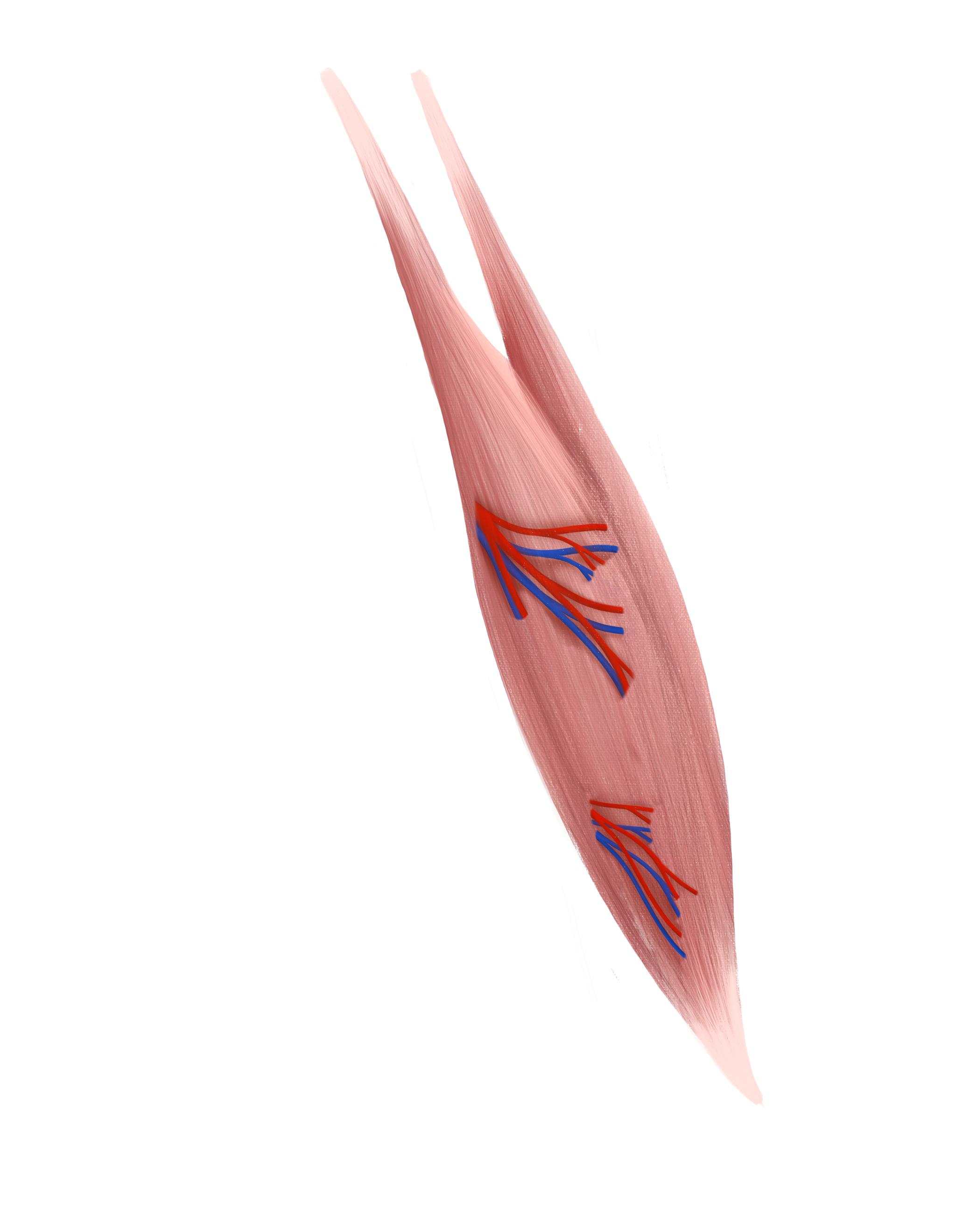 Arm Neurovascular Version Anatomy Ink Motion