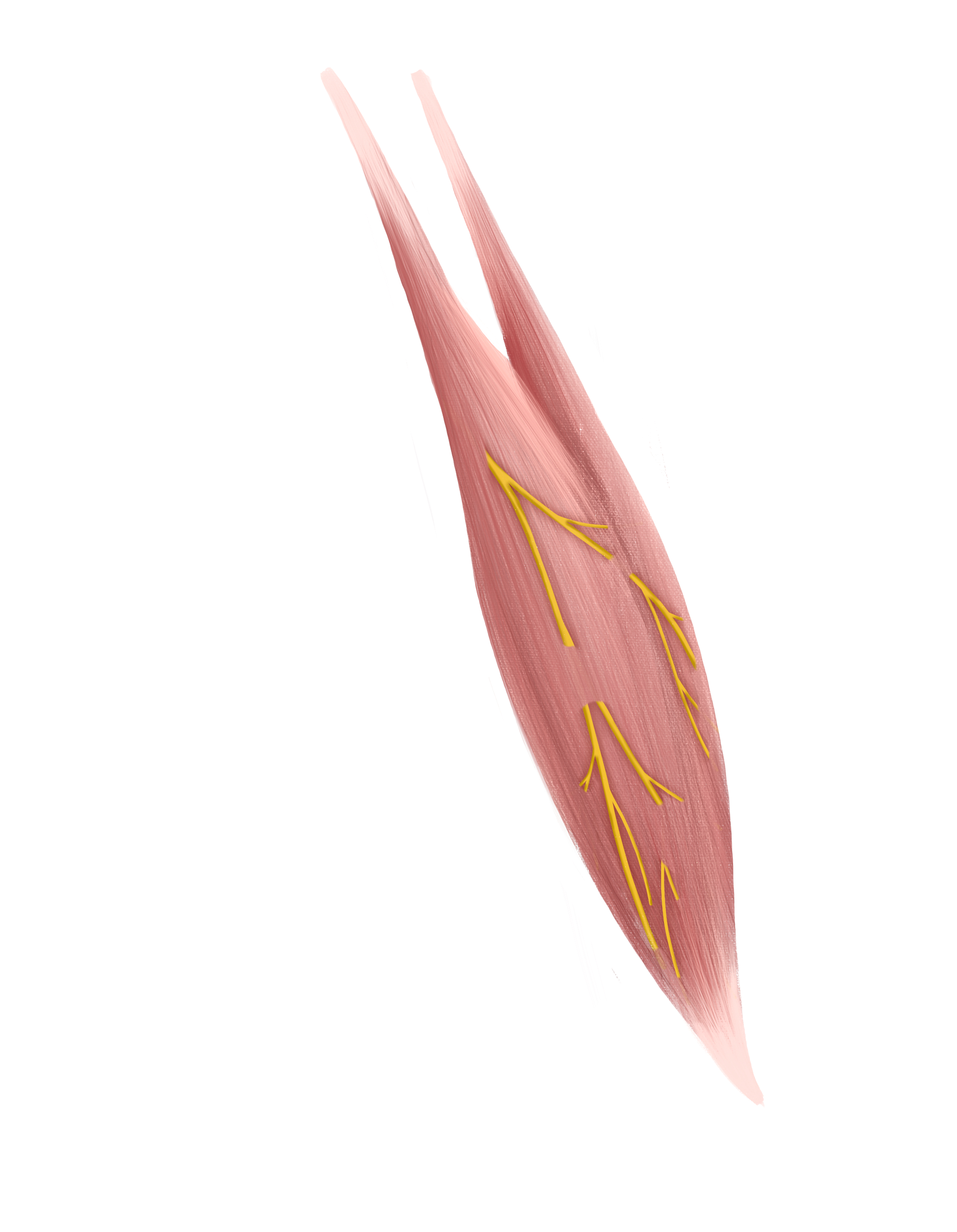 Arm Neurovascular Version Anatomy Ink Motion