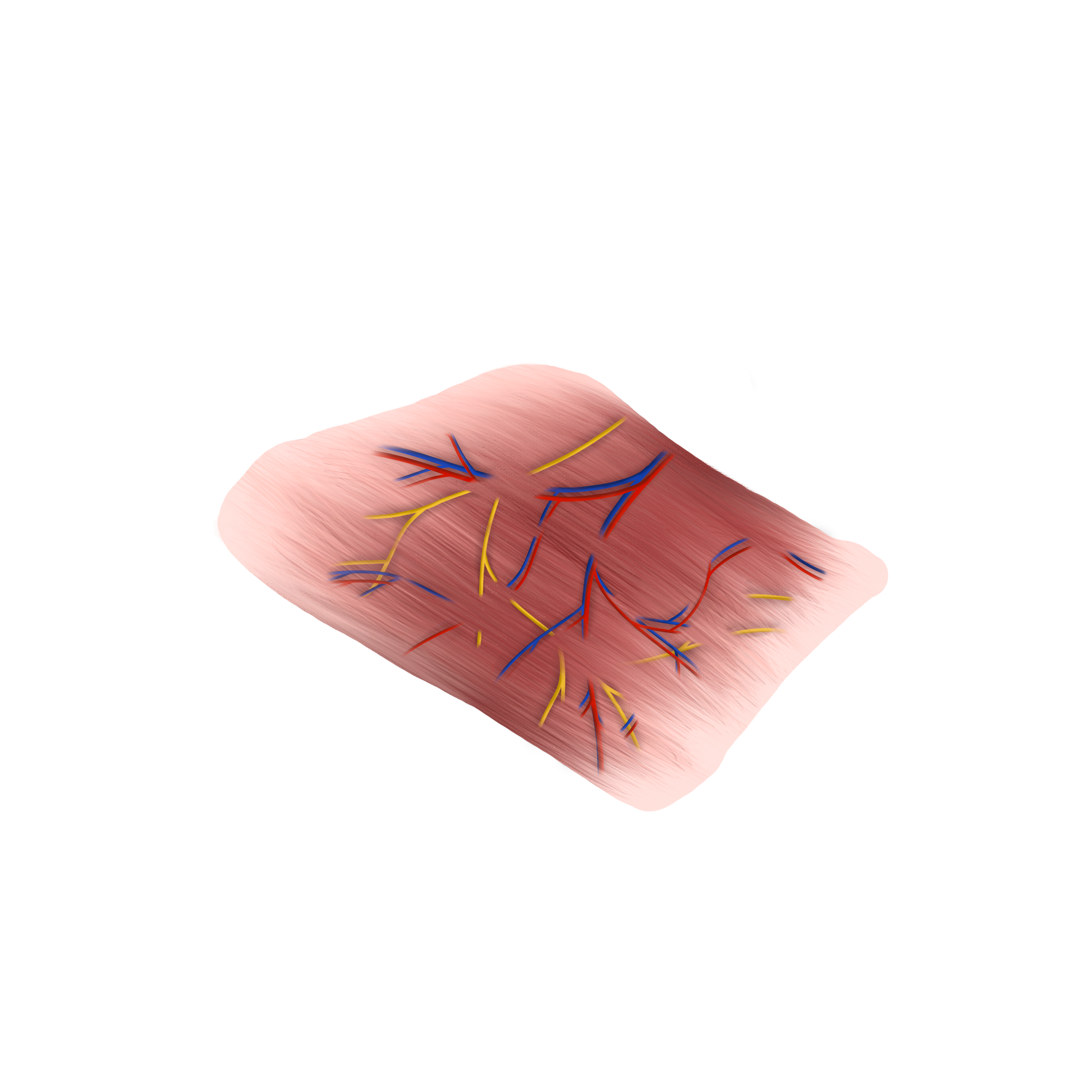 forearm-anatomy-ink-motion