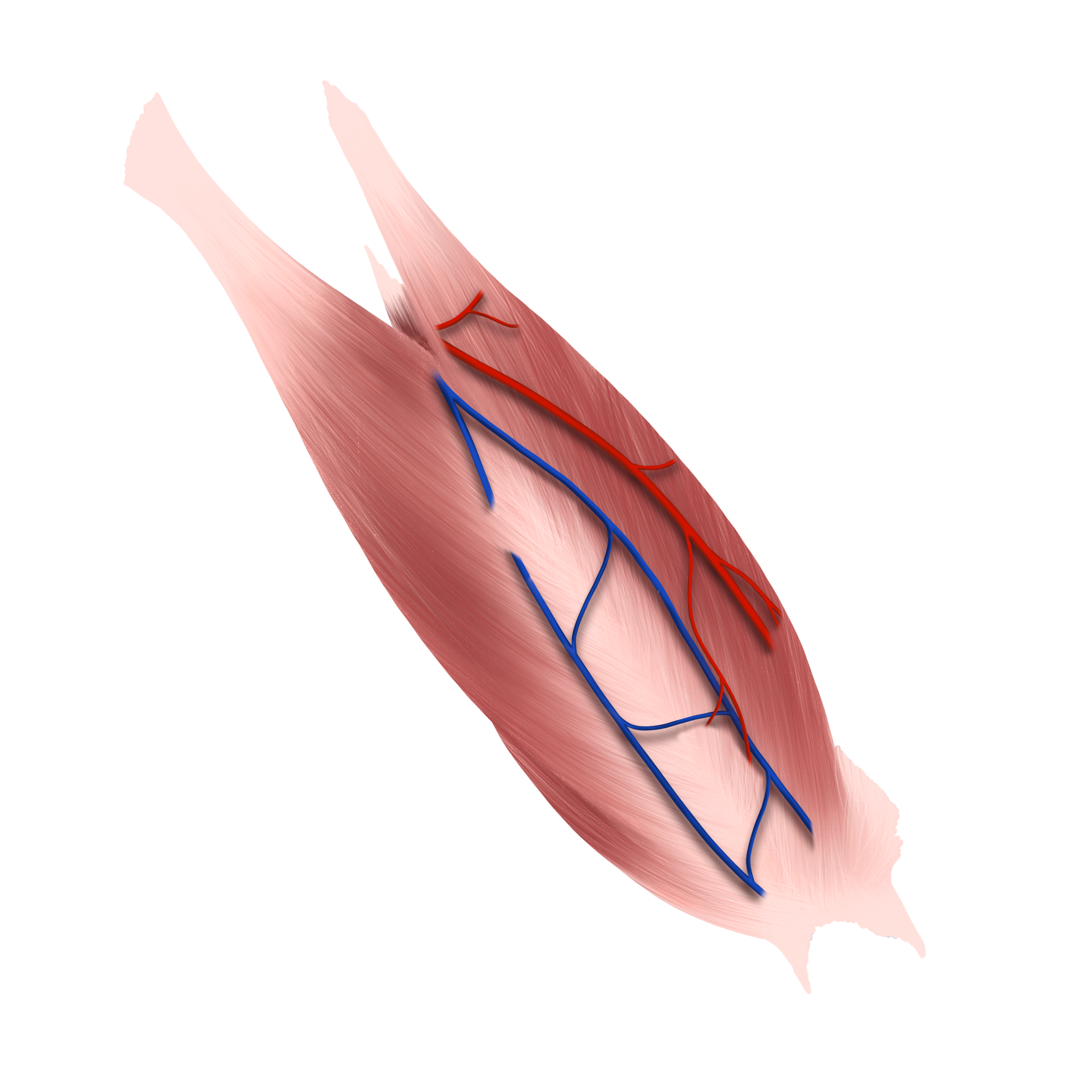 Arm Neurovascular Version Anatomy Ink Motion